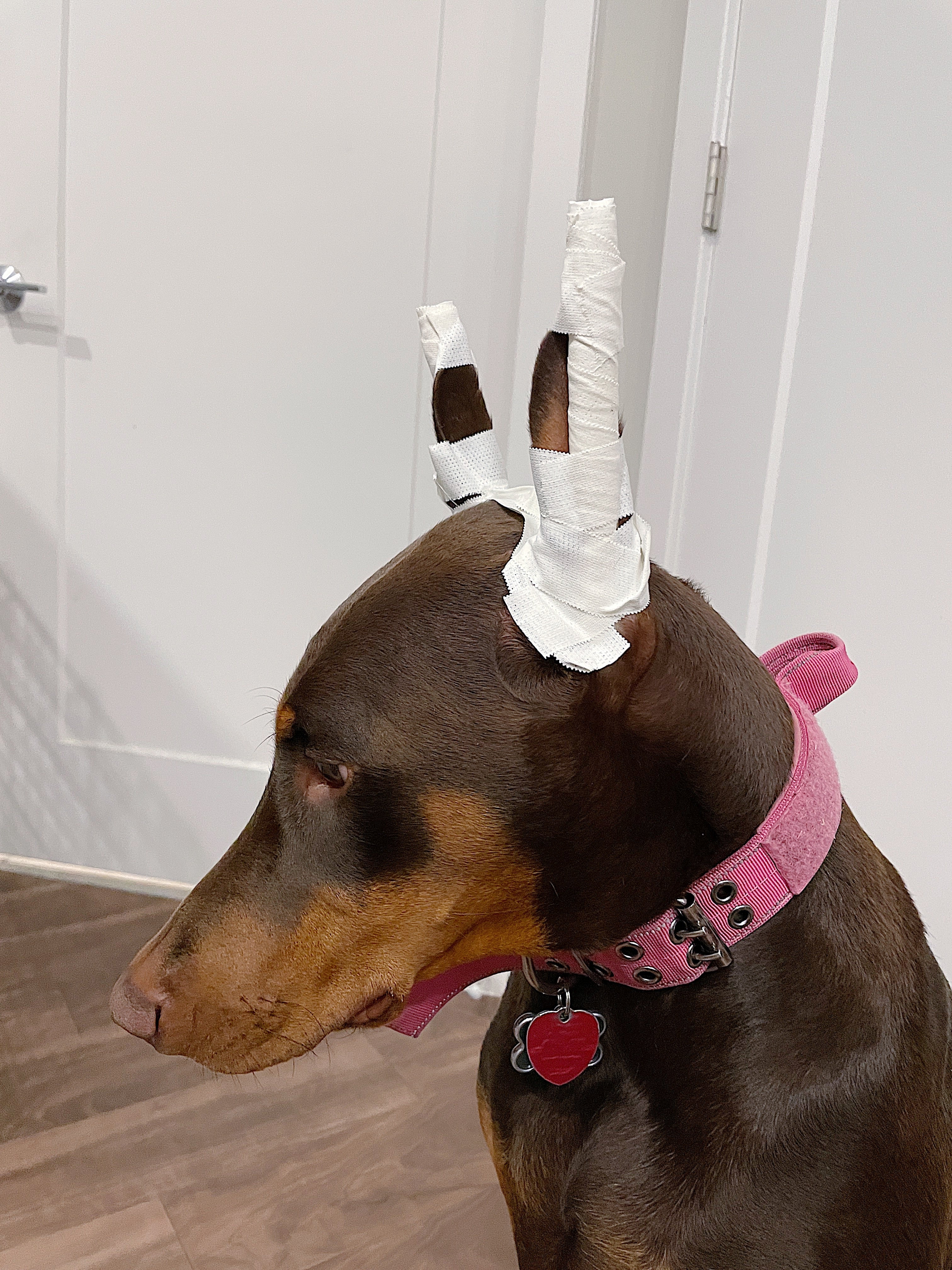 Doberman ear hot sale posting