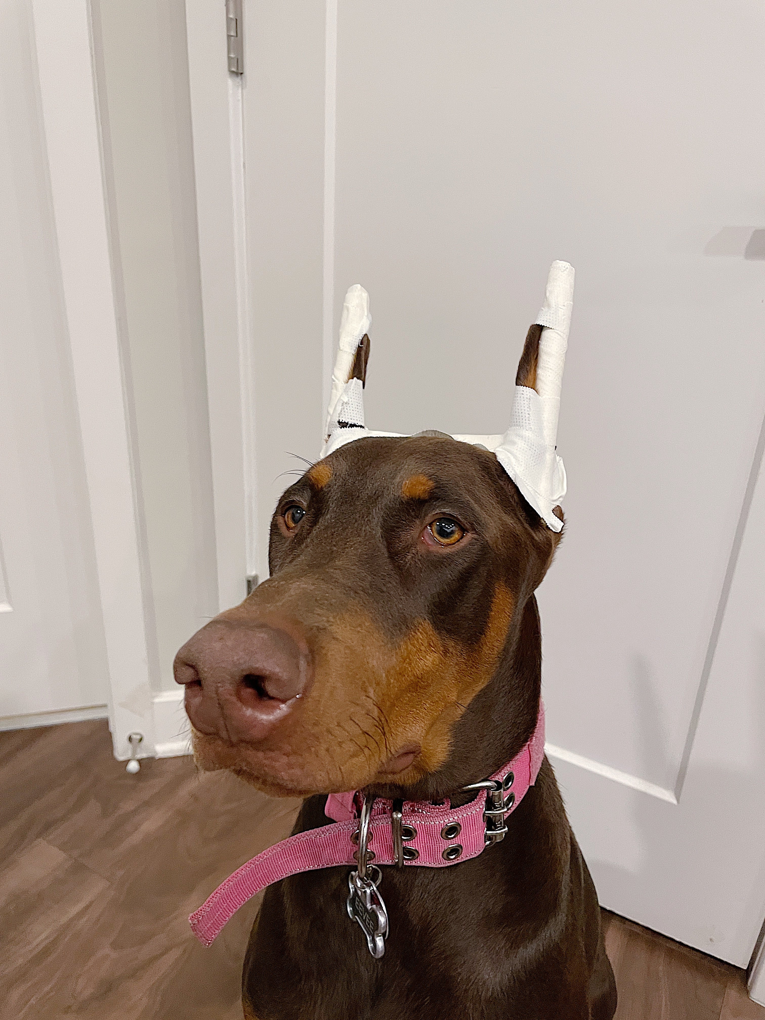 Doberman ear posting outlet supplies