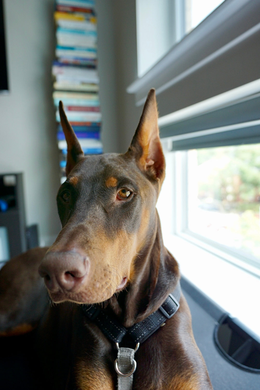 Doberman ear posting supplies best sale